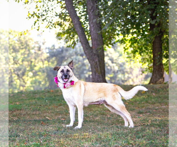 Medium Photo #12 German Shepherd Dog-Unknown Mix Puppy For Sale in Unionville, PA, USA