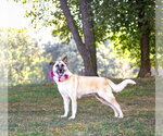 Small #11 German Shepherd Dog Mix