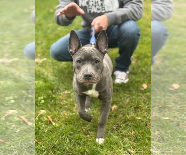 Medium Photo #4 American Staffordshire Terrier-Unknown Mix Puppy For Sale in Arlington, VA, USA