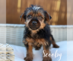 Small #12 Yorkshire Terrier