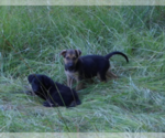 Small #21 Shepweiller