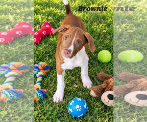 American Pit Bull Terrier Dogs for adoption in Southbury, CT, USA