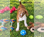 Brownie - Female American Pit Bull Terrier Dog for Adoption - Small photo