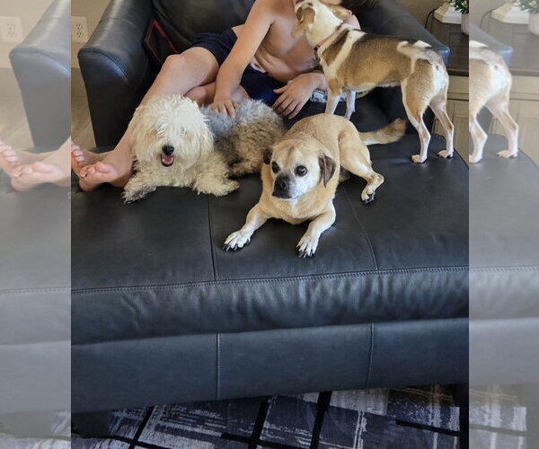 Medium Photo #2 Shih-Poo Puppy For Sale in Chandler, AZ, USA