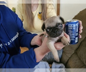 Pug Puppy for sale in CRAWFORD, WV, USA