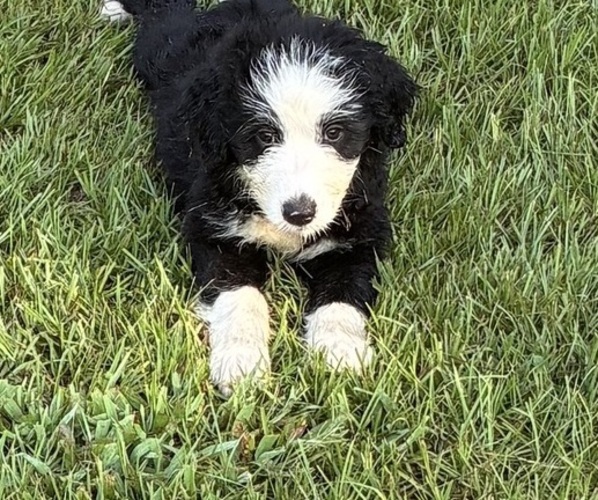 Medium Photo #5 Australian Shepherd-Old English Sheepdog Mix Puppy For Sale in BROKEN BOW, OK, USA