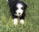 Puppy Ferrari Australian Shepherd-Old English Sheepdog Mix
