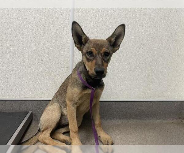 Medium Photo #1 German Shepherd Dog-Unknown Mix Puppy For Sale in HESPERIA, CA, USA