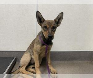 German Shepherd Dog-Unknown Mix Dogs for adoption in HESPERIA, CA, USA