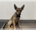 Small German Shepherd Dog Mix