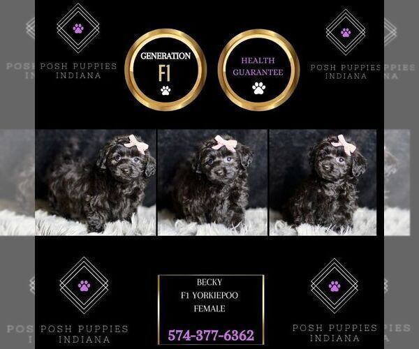 Medium Photo #102 YorkiePoo Puppy For Sale in WARSAW, IN, USA