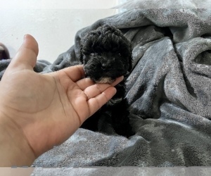 Poodle (Toy) Puppy for sale in HAYWARD, CA, USA
