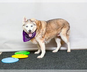 Medium Siberian Husky Mix