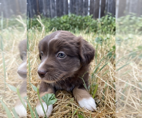 Medium Photo #7 Miniature Australian Shepherd Puppy For Sale in VACAVILLE, CA, USA
