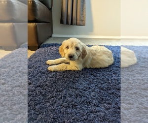 Goldendoodle Puppy for sale in BOISE, ID, USA