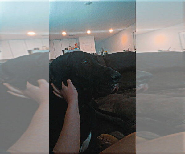 Medium Photo #2 Great Dane Puppy For Sale in Bullard, TX, USA