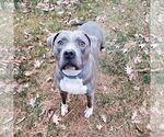 Small #1 American Pit Bull Terrier-Staffordshire Bull Terrier Mix