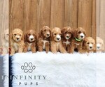 Small #1 Goldendoodle (Miniature)