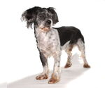 Small #2 Shih Tzu Mix