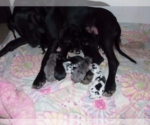 Mother of the Great Dane puppies born on 08/07/2023