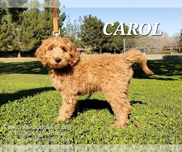 Full screen Photo #7 Goldendoodle Puppy For Sale in BREA, CA, USA