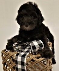 Aussiedoodle Puppy for sale in BYRON CENTER, MI, USA