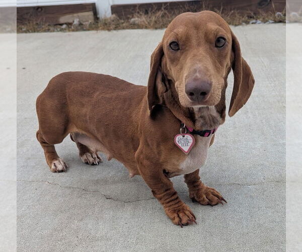Medium Photo #5 Dachshund Puppy For Sale in Shelbyville, TN, USA