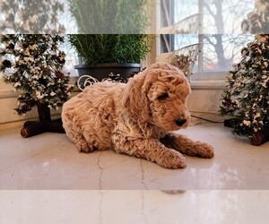 Goldendoodle Puppy for sale in STATESVILLE, NC, USA