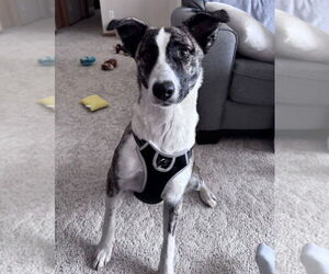 Collie-Unknown Mix Dogs for adoption in Princeton, MN, USA
