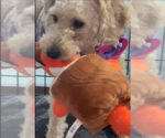 Small #1 Poodle (Miniature) Mix