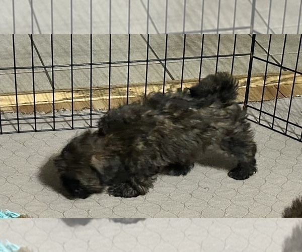 Medium Photo #5 Shih Tzu Puppy For Sale in GLOUCESTER, VA, USA