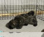 Martha - Female Shih Tzu Puppy for Sale - Photo #5