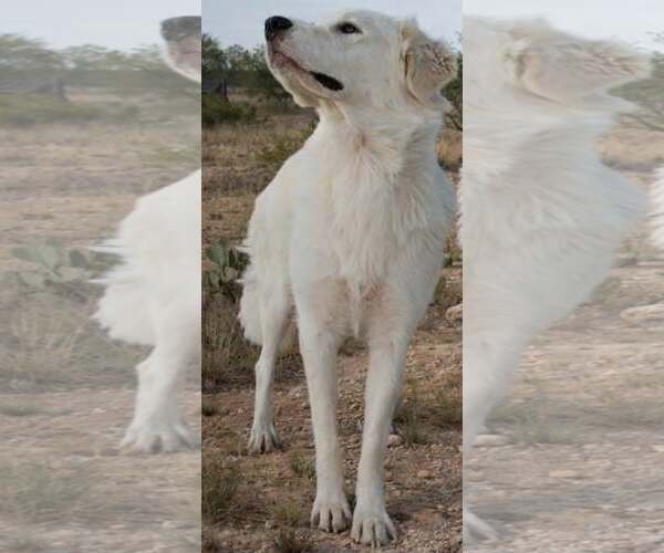 Medium Photo #3 Great Pyrenees-Unknown Mix Puppy For Sale in Minneapolis, MN, USA