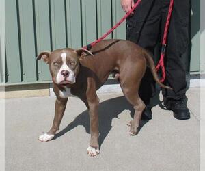 American Bulldog Dogs for adoption in Louisville, KY, USA