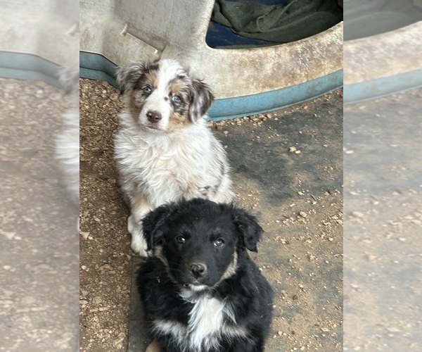 Medium Photo #8 Australian Shepherd Puppy For Sale in BAILEY, CO, USA