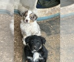 Small #7 Australian Shepherd
