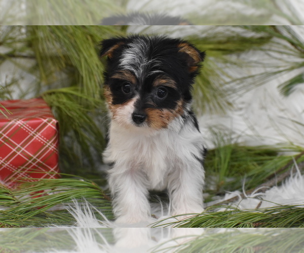 Medium Photo #5 Yorkshire Terrier Puppy For Sale in ELDORADO, OH, USA