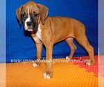 Small #1 Boxer