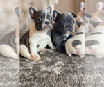 Puppy 1 French Bulldog