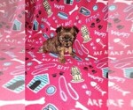 Puppy Lucky Yorkshire Terrier