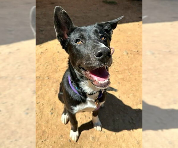 Medium Photo #1 Border Collie-Unknown Mix Puppy For Sale in Sacramento, CA, USA