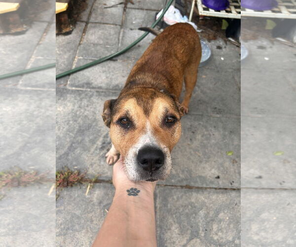 Medium Photo #5 Shepradors Puppy For Sale in Stephens City, VA, USA