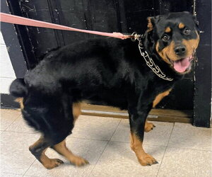 Haley - Female Rottweiler-Unknown Mix Dog for Adoption - Photo #7