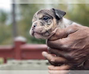 American Bully Puppy for Sale in ATL, Georgia USA
