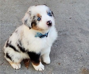 Miniature Australian Shepherd Puppy for sale in POPLARVILLE, MS, USA