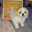 Small Photo #4 Pekingese Puppy For Sale in ANACORTES, WA, USA