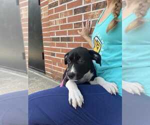 Mutt Dogs for adoption in Candler, NC, USA