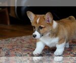 Small Photo #11 Pembroke Welsh Corgi Puppy For Sale in FAIR GROVE, MO, USA