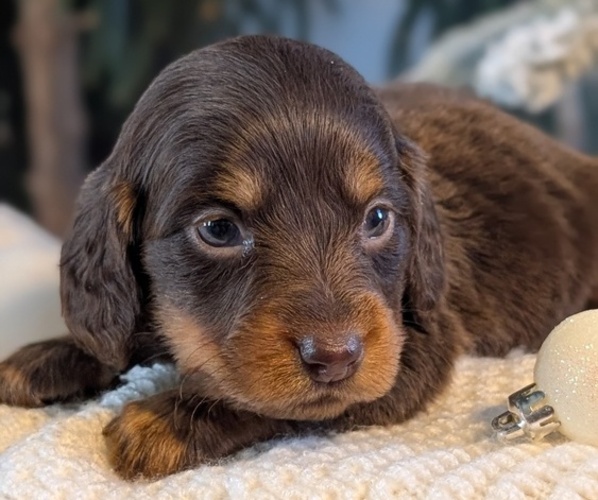 Medium Photo #6 Dachshund Puppy For Sale in GOSHEN, IN, USA