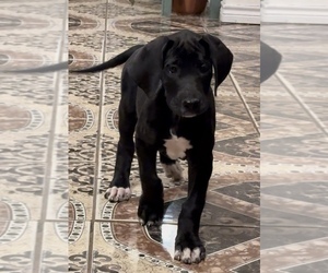 Great Dane Puppy for Sale in MESQUITE, Texas USA